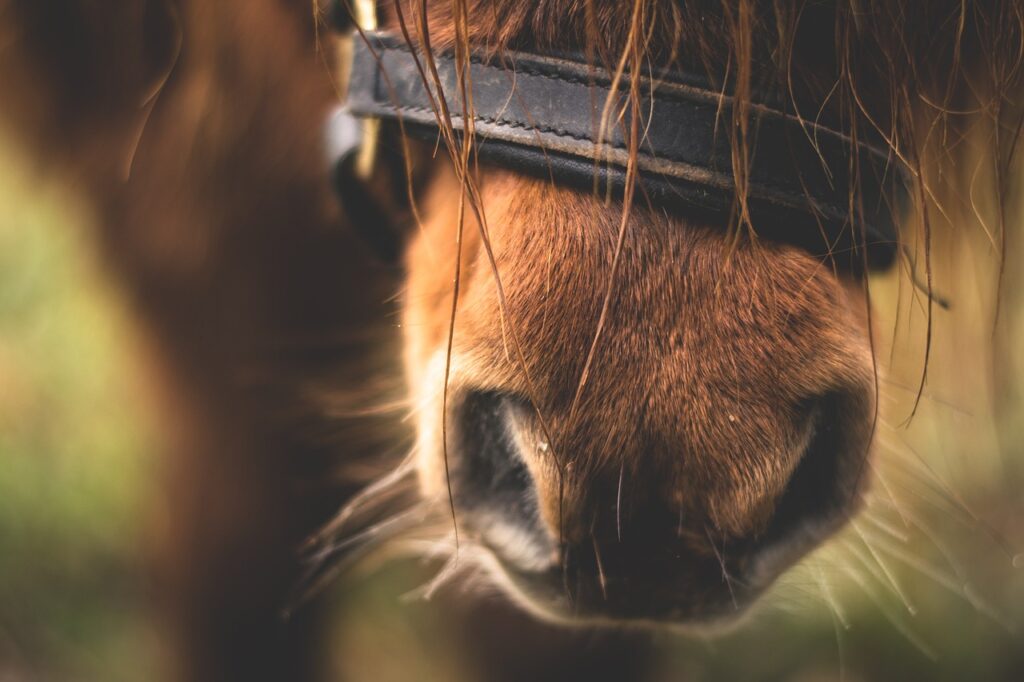 Professionnelle animatrice poney